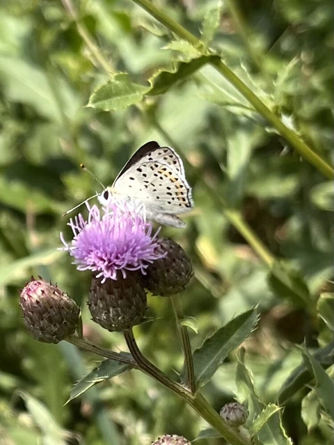 Lycaena tityrus - barna tűzlepke