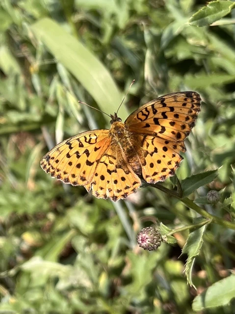 Brenthis daphne - málna-gyöngyházlepke