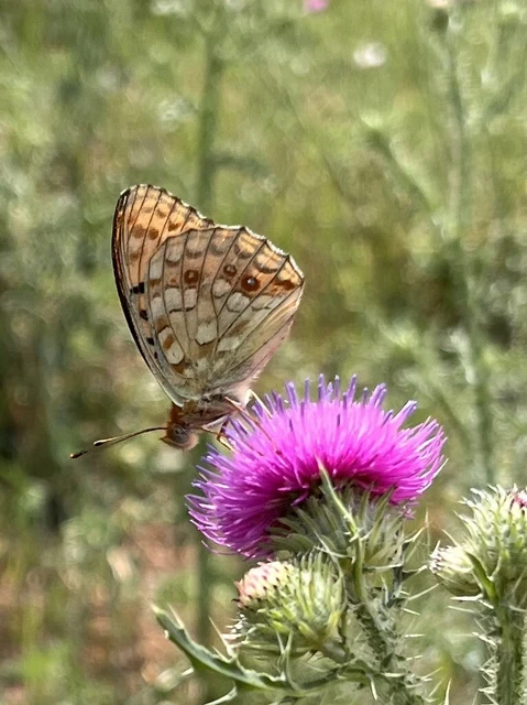 Argynnis adippe - ezüstös gyöngyházlepke