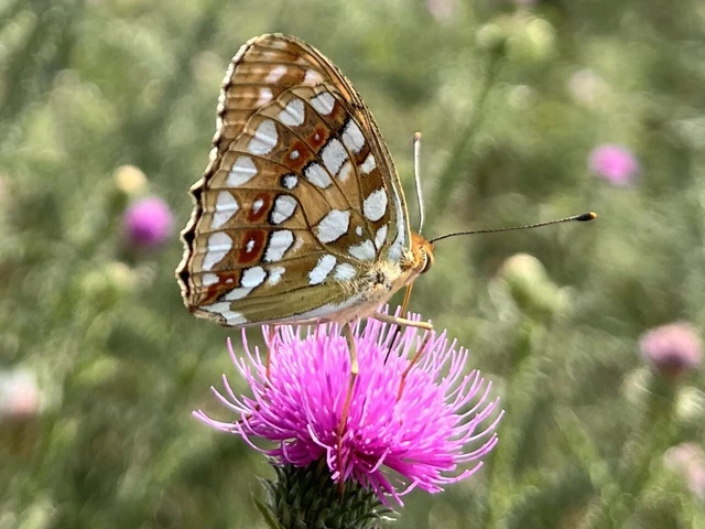 Argynnis adippe - ezüstös gyöngyházlepke