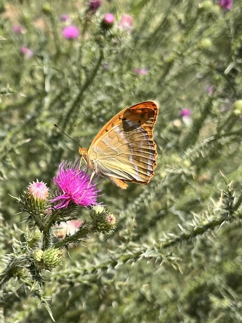 Argynnis paphia - nagy gyöngyházlepke
