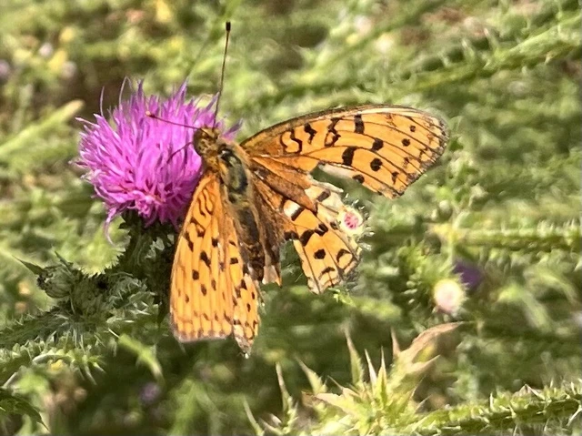 Argynnis adippe - ezüstös gyöngyházlepke