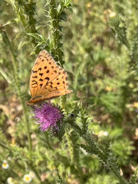 Argynnis laodice - keleti gyöngyházlepke