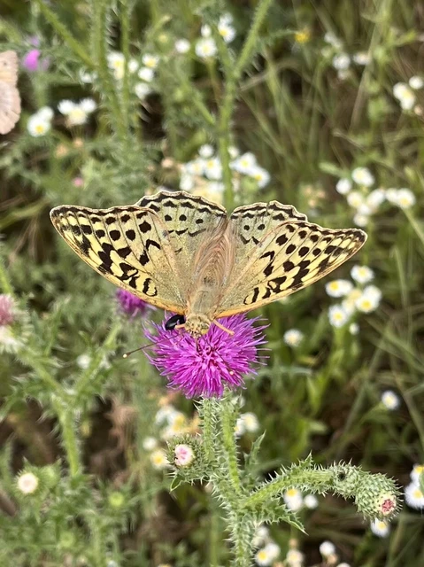 Argynnis pandora - zöldes gyöngyházlepke