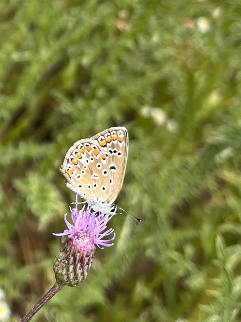 Polyommatus icarus - közönséges boglárka