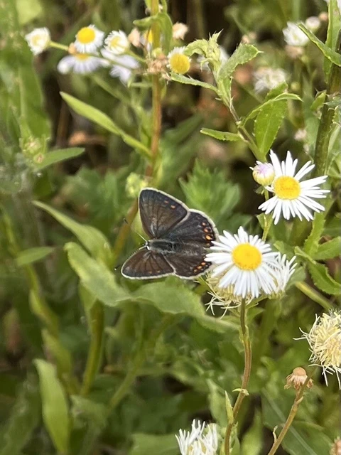 Polyommatus icarus - közönséges boglárka