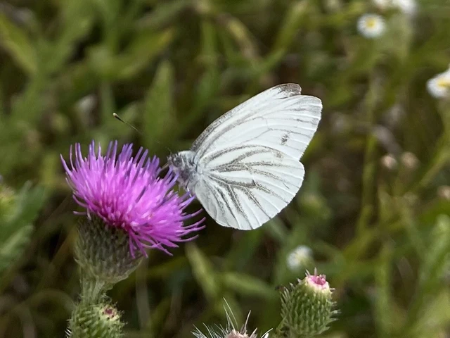 Pieris napi - repcelepke