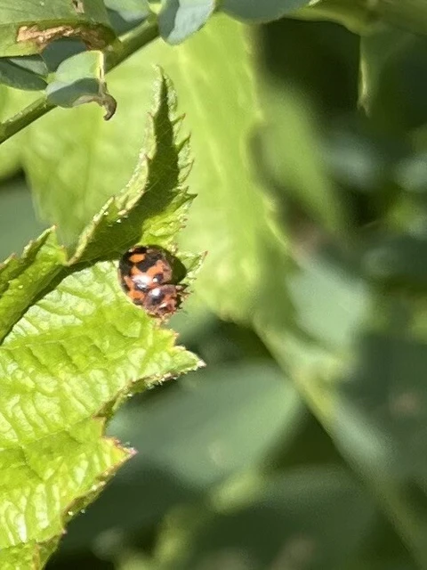 Subcoccinella vigintiquatuorpunctata - lucernaböde