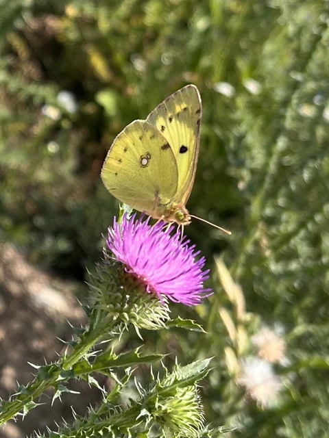 Colias hyale - kéneslepke