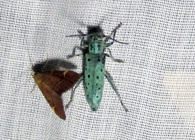 Saperda punctata - pettyes szilcincér Saperda punctata - pettyes szilcincér