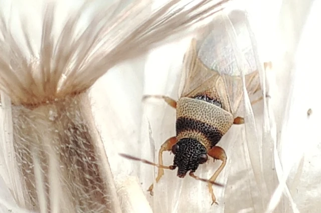 Oxycarenus pallens - fakó bodobács