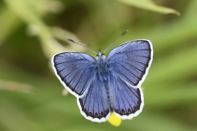 Plebejus argyrognomon - tintakék boglárka