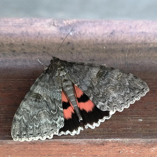 Catocala nupta - piros övesbagoly