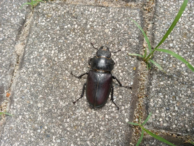Lucanus cervus - nagy szarvasbogár