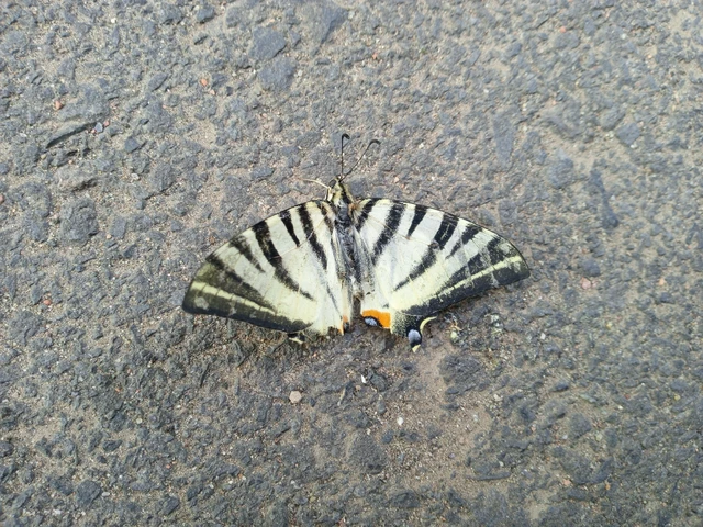 Iphiclides podalirius - kardoslepke