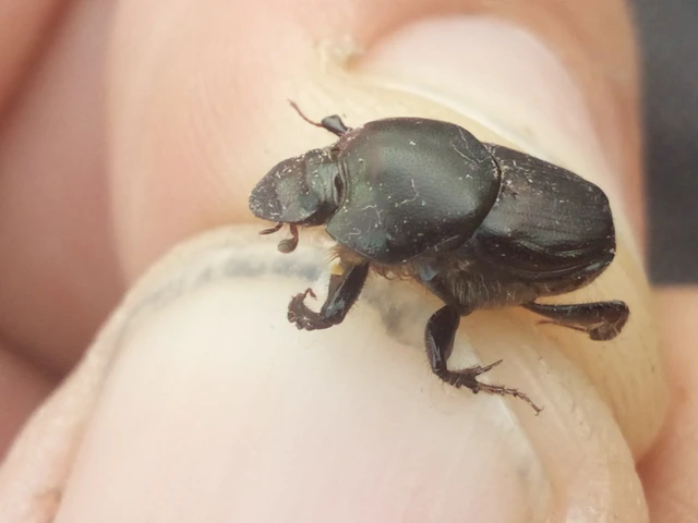 Onthophagus illyricus - tülkös trágyatúró