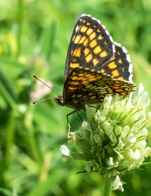 Melitaea athalia - közönséges tarkalepke