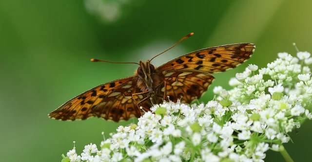 Boloria dia - kis gyöngyházlepke