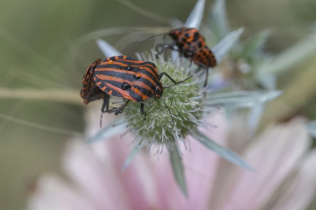Graphosoma italicum - csíkos pajzsospoloska Graphosoma italicum - csíkos pajzsospoloska