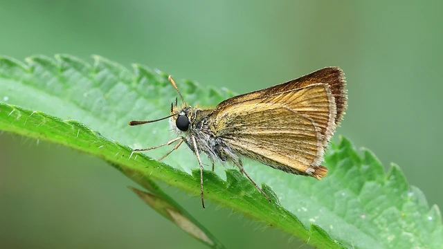 Thymelicus sylvestris - barna busalepke