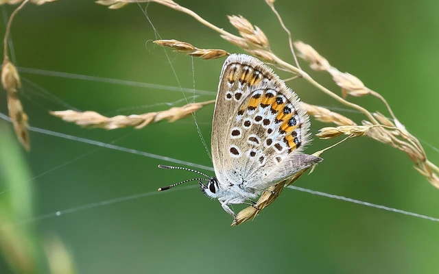 Plebejus argus - ezüstös boglárka