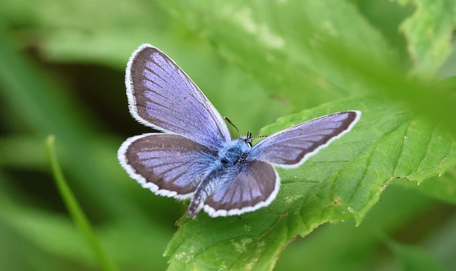 Plebejus argus - ezüstös boglárka
