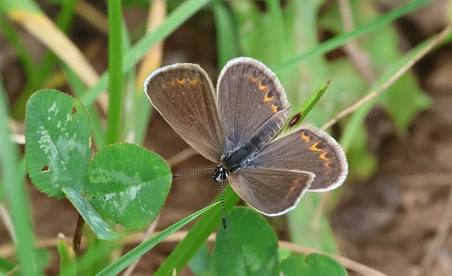 Plebejus argus - ezüstös boglárka