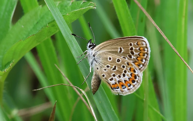 Plebejus argus - ezüstös boglárka
