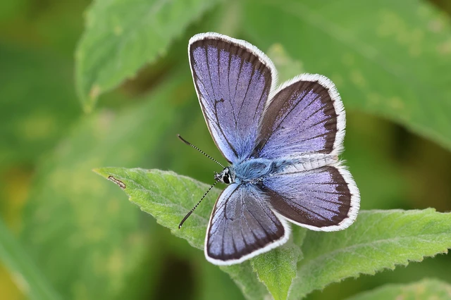 Plebejus argus - ezüstös boglárka