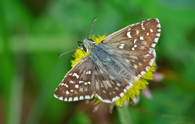 Pyrgus