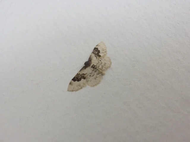 Idaea rusticata - tarka apróaraszoló