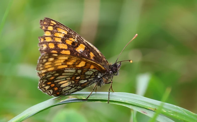 Melitaea