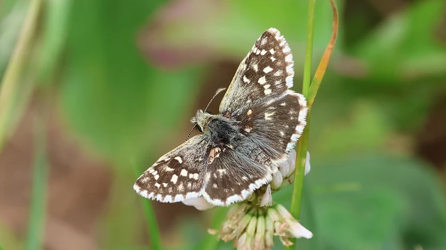 Pyrgus malvae - kis busalepke