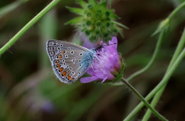 Polyommatus icarus - közönséges boglárka