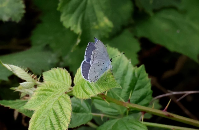 Celastrina argiolus - bengeboglárka