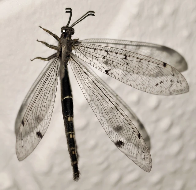 Distoleon tetragrammicus - négyfoltos hangyaleső Distoleon tetragrammicus - négyfoltos hangyaleső