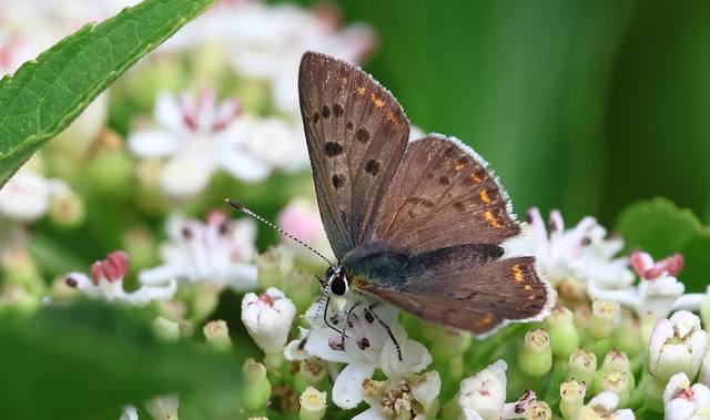 Lycaena tityrus - barna tűzlepke