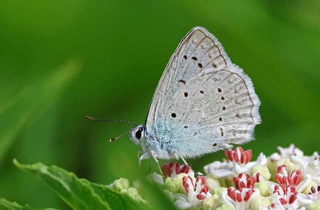 Polyommatus daphnis - csipkés boglárka