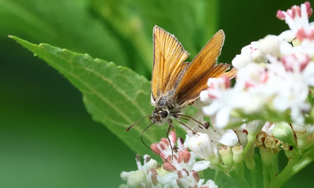 Thymelicus lineola - vonalas busalepke