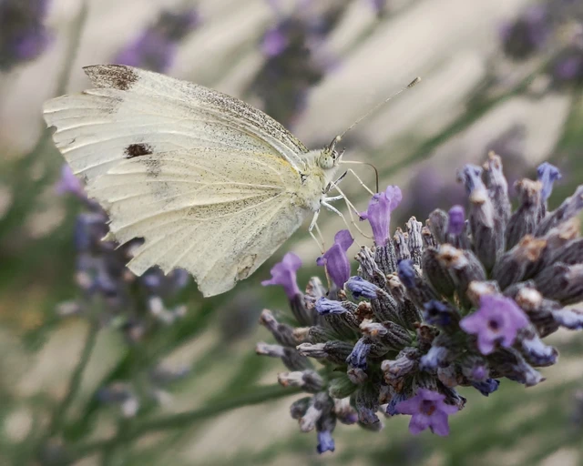Pieris rapae - répalepke