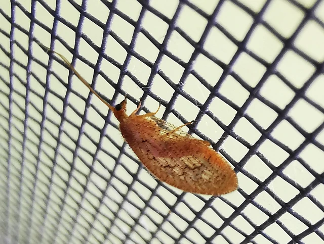 Hemerobius Hemerobius