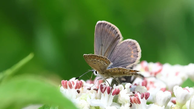Plebejus argus - ezüstös boglárka