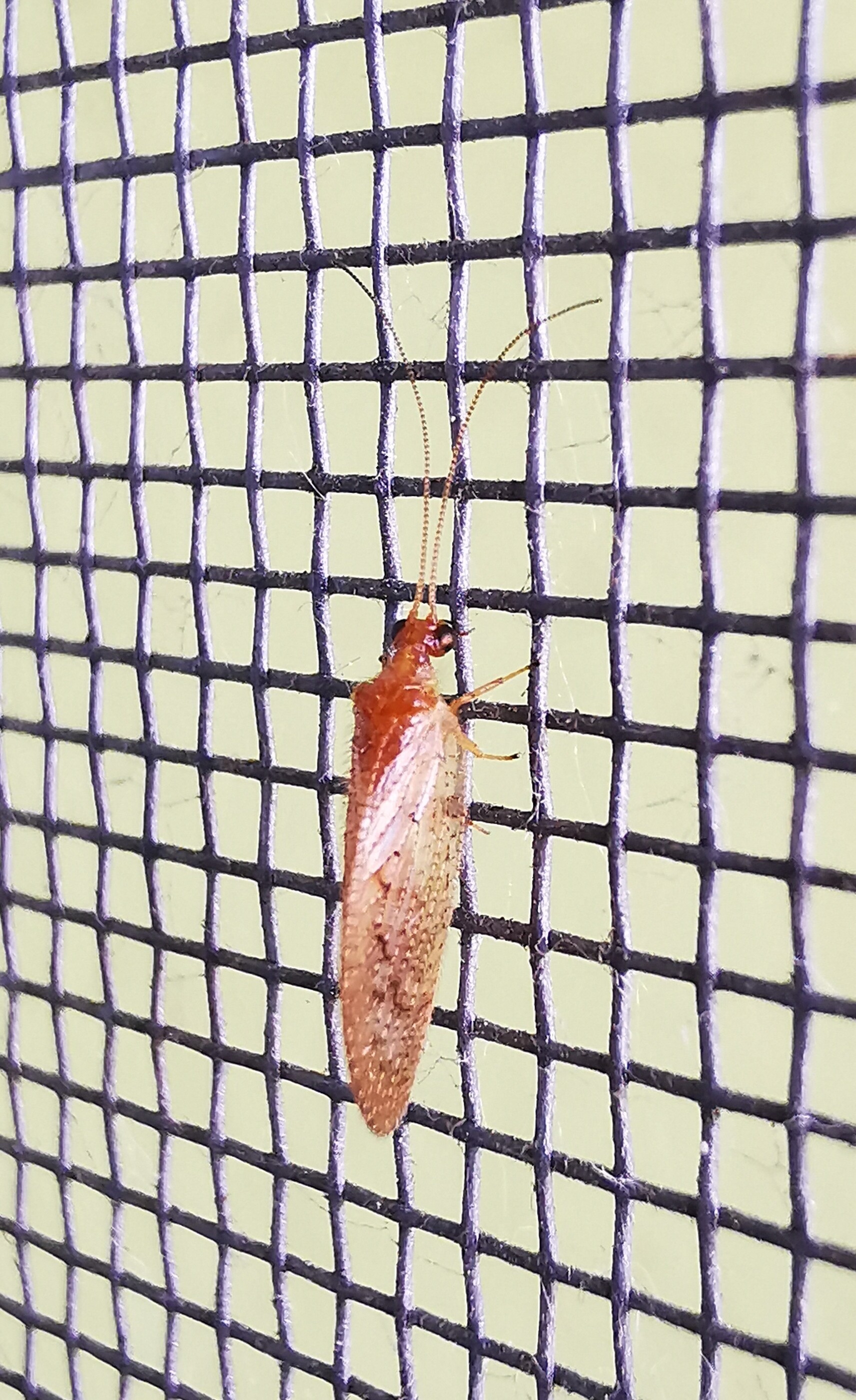Hemerobius