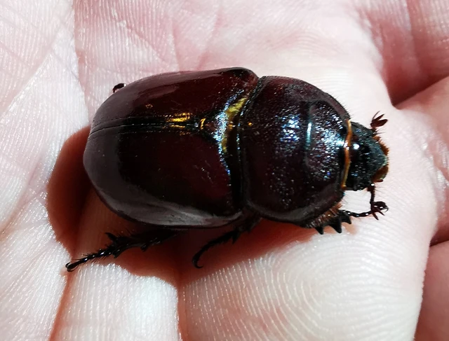 Oryctes nasicornis - orrszarvú bogár