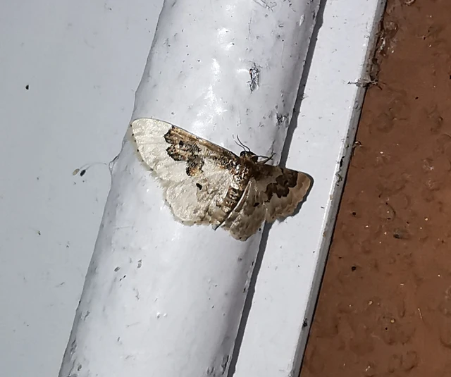 Idaea rusticata - tarka apróaraszoló