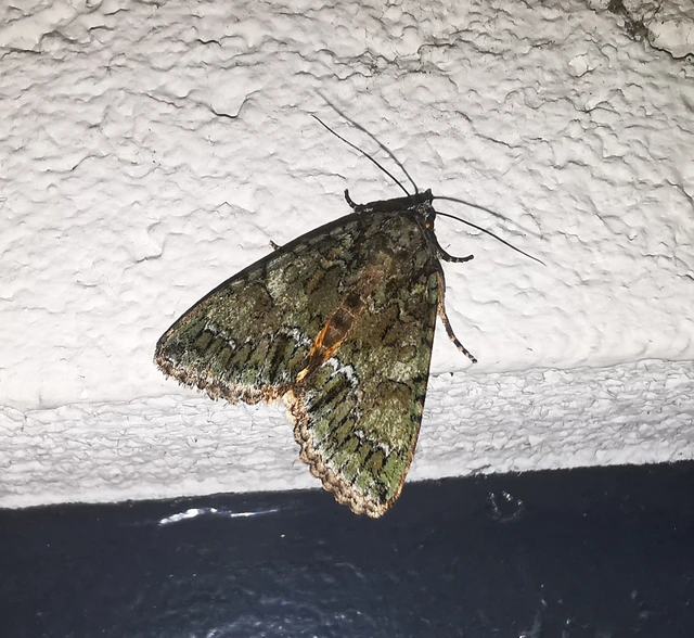 Polyphaenis sericata - selyemfényű erdeibagoly
