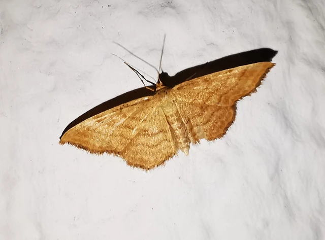 Idaea ochrata - okkerszínű sávosaraszoló