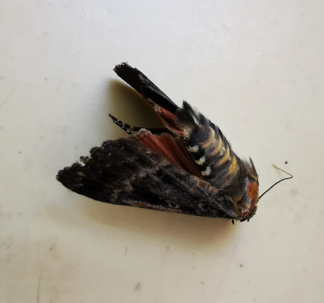 Amphipyra berbera/pyramidea