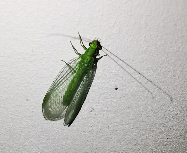 Neuroptera - Recésszárnyúak Neuroptera - Recésszárnyúak