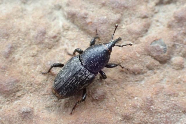 Sphenophorus striatopunctatus - mezei zsuzsok